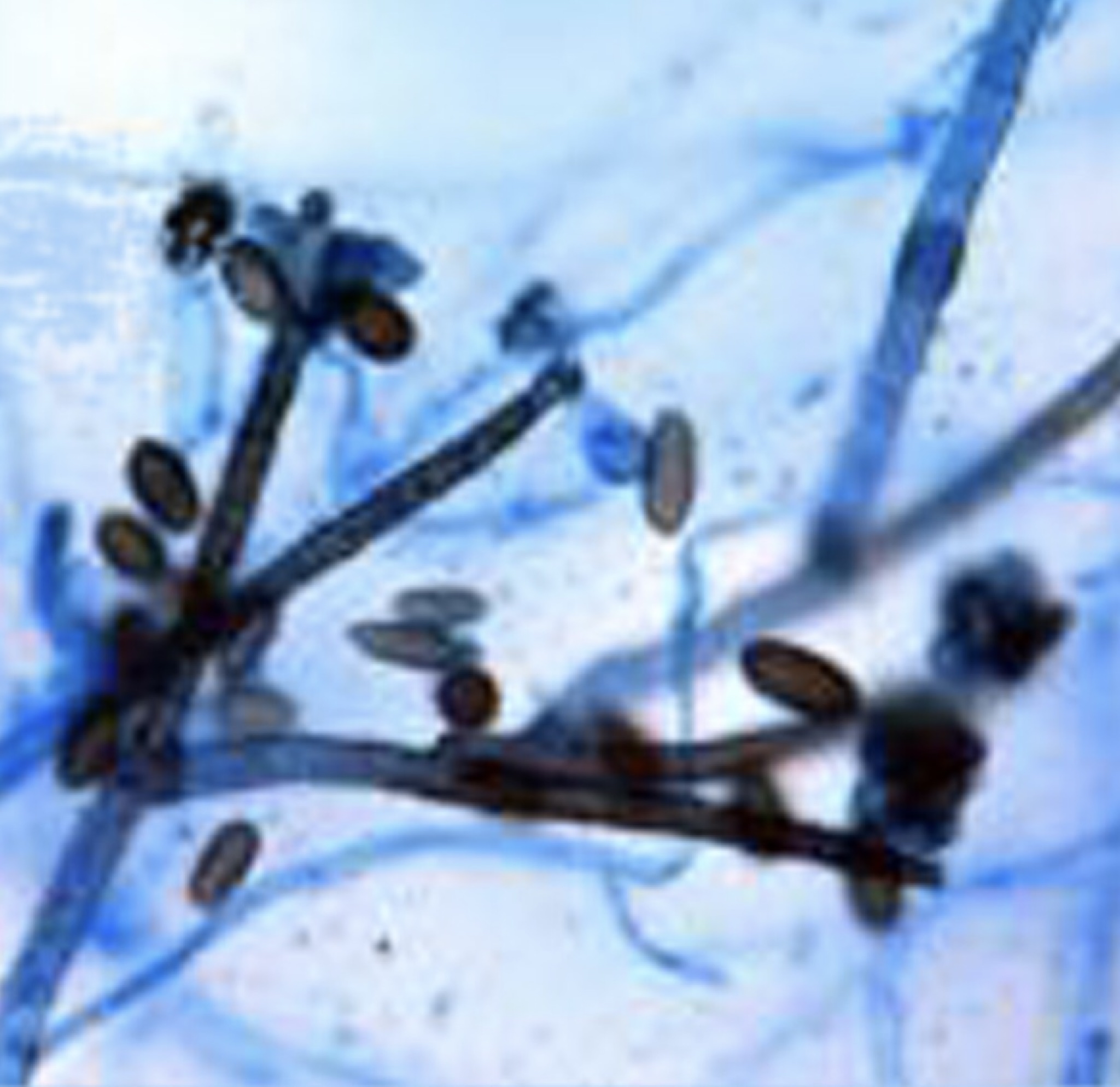 app screenshot-short